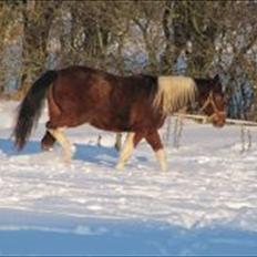 Amerikansk Paint Pony sjip misty blue