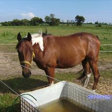 Amerikansk Paint Pony sjip misty blue