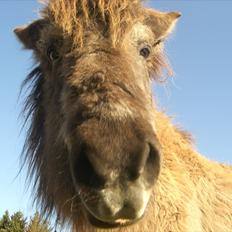 Islænder Siggi <3 R.I.P.  :(