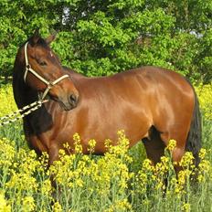 Dansk Varmblod Rex Lurifax