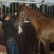 Anden særlig race laura solgt