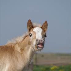 Tyroler Haflinger Napolion Søgaard *HINGST*