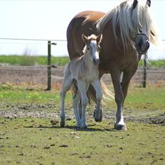 Tyroler Haflinger Napolion Søgaard *HINGST*