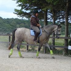 Lipizzaner Maestoso Thais II