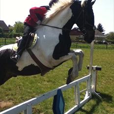 Anden særlig race Bakkes indy