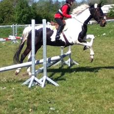 Anden særlig race Bakkes indy