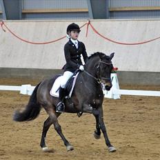 Tysk Oldenburger Simon