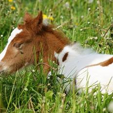 Pinto  l »Piilgaardens Limbo«
