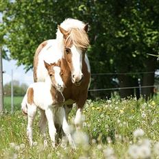 Pinto  l »Piilgaardens Limbo«