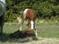 Appaloosa Hellmoose Conclusion