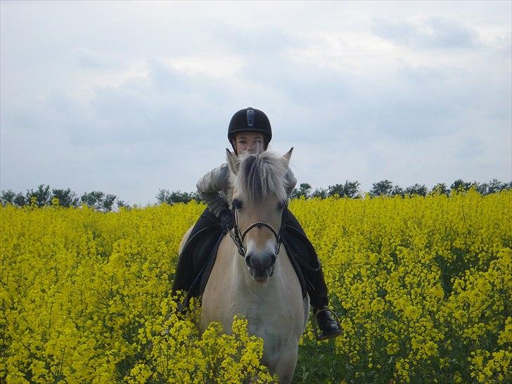 Fjordhest Line (-': - 10• Har ingen ord for dig, du er helt din egen!<3   -Taget d. 12/5-2011   [Foto: Mor] billede 10