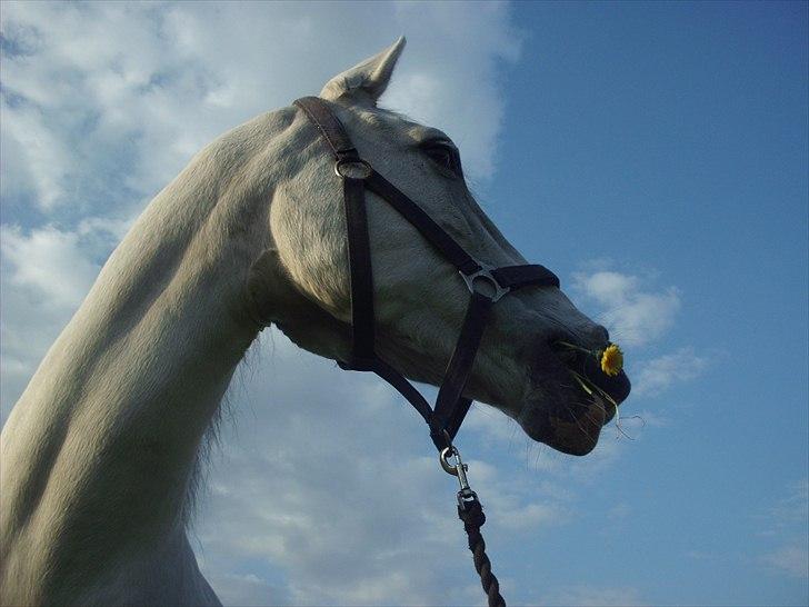 Anden særlig race Bolero (opsagt) - et himmelstrøjf...  billede 16
