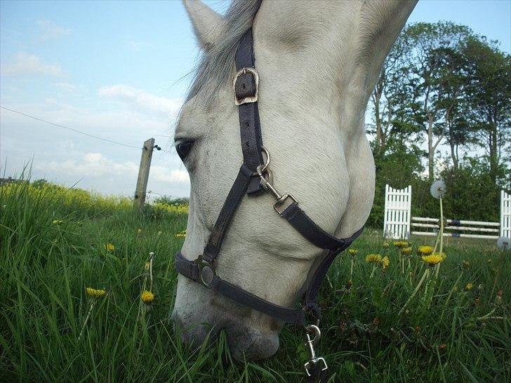 Anden særlig race Bolero (opsagt) - spiser græs.. mens vi hygger billede 17