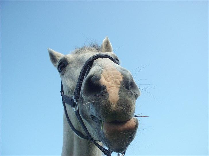 Anden særlig race Bolero (opsagt) - ikke helt normal udtryk?? billede 18
