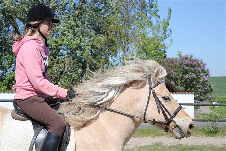 Fjordhest Savoy - Velkommen til Savoys profil! billede 1