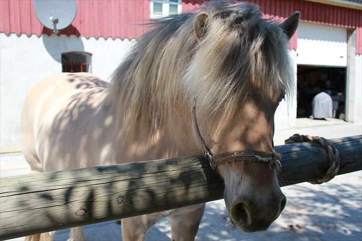 Fjordhest Savoy billede 2