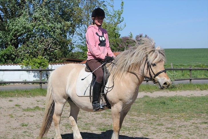 Fjordhest Savoy billede 3