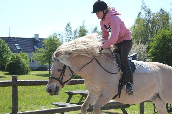 Fjordhest Savoy - I Believe I Can Fly... billede 4
