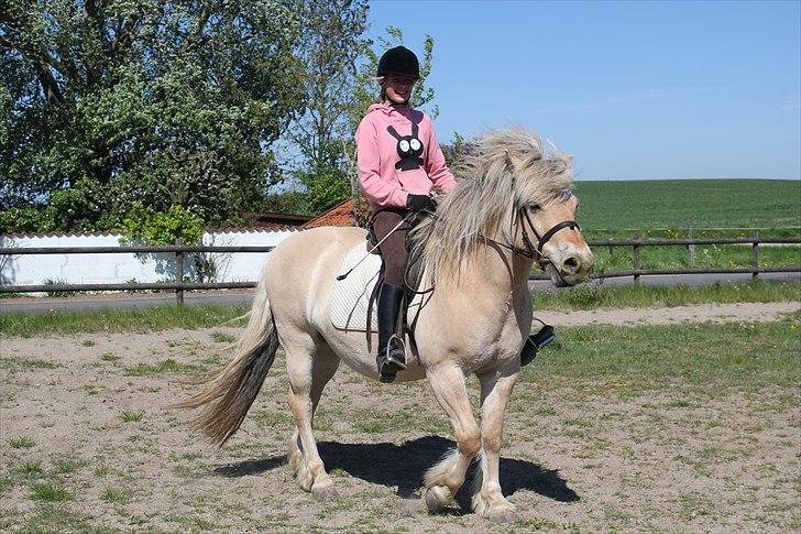 Fjordhest Savoy billede 5