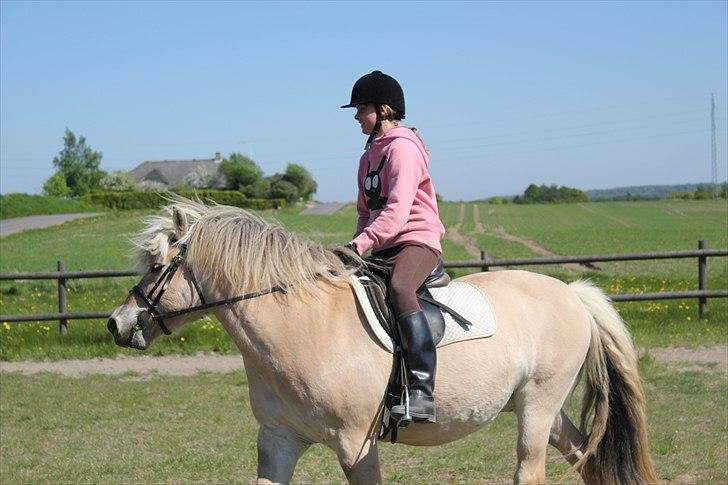 Fjordhest Savoy billede 6