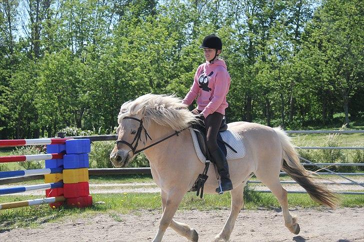 Fjordhest Savoy billede 7