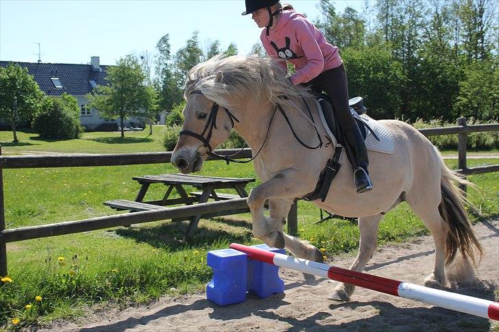 Fjordhest Savoy billede 8
