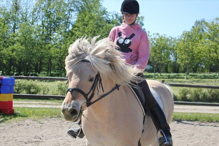 Fjordhest Savoy - (Læg mærke til Savoy´s mund!) Han har det med, at nappe græs fra siderne i ridebanen, når vi rider forbi! xD billede 9
