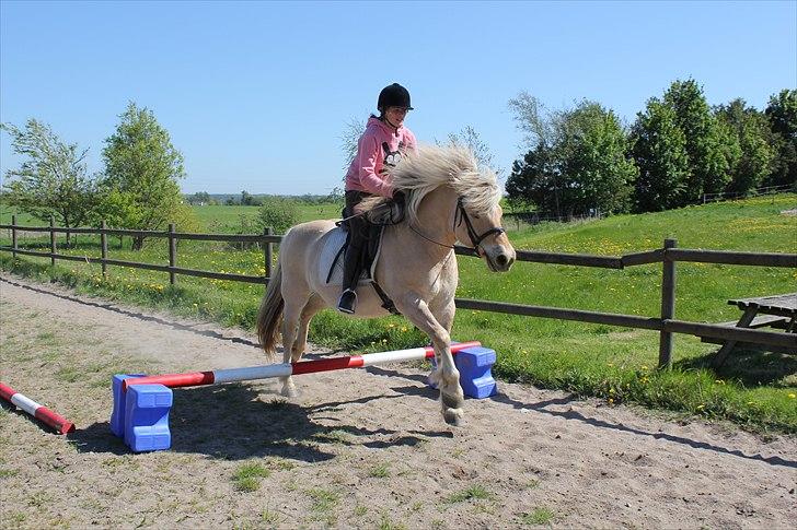Fjordhest Savoy - Godt nok ikke så kønt et spring, men vi kom da over :p billede 10
