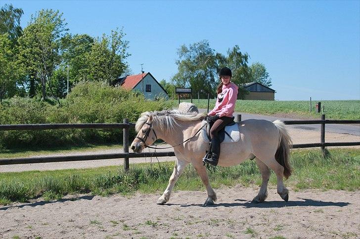 Fjordhest Savoy billede 11