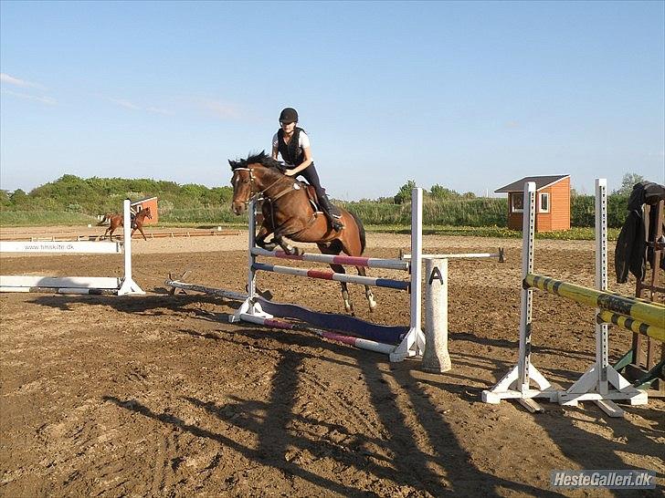 Anden særlig race Jussie billede 12