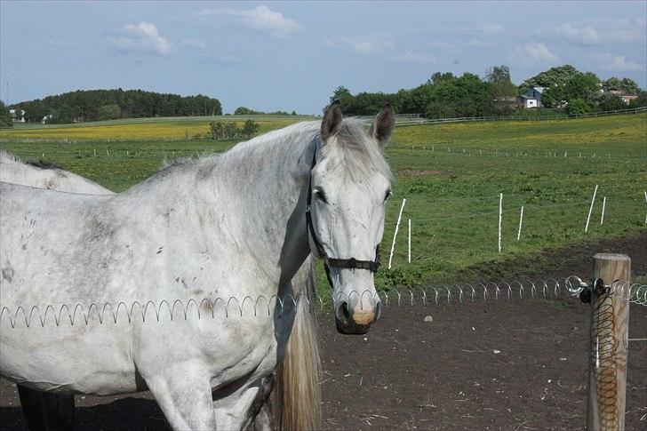 Lipizzaner Dragon - Den ´´lille´´ fine hest :) maj ´11 billede 18