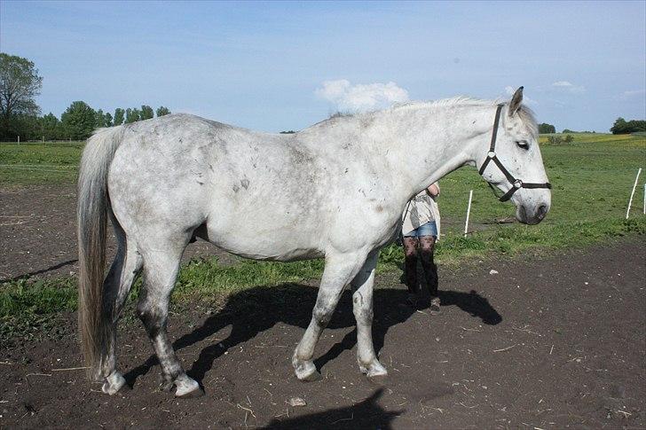 Lipizzaner Dragon - Den smukke!! :D elsker den heest!! Maj ´11 billede 20