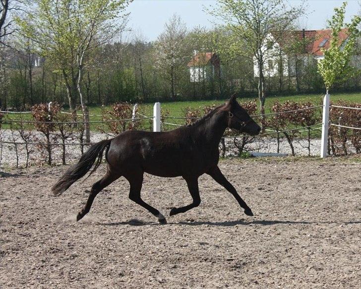 New Forest Hauerslev´s Vista billede 1