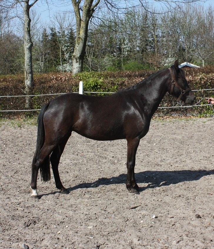 New Forest Hauerslev´s Vista billede 2