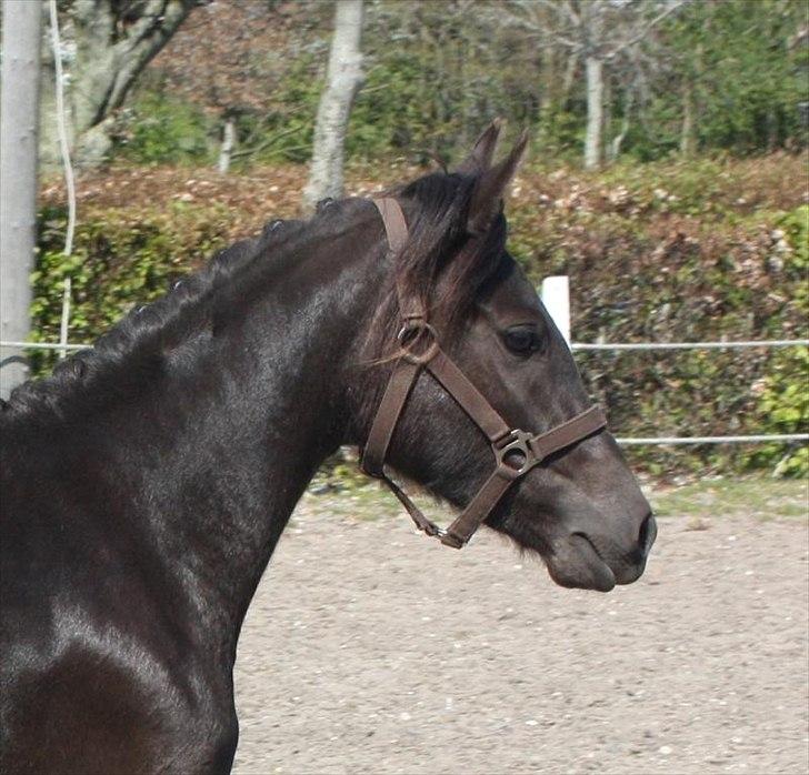 New Forest Hauerslev´s Vista billede 3