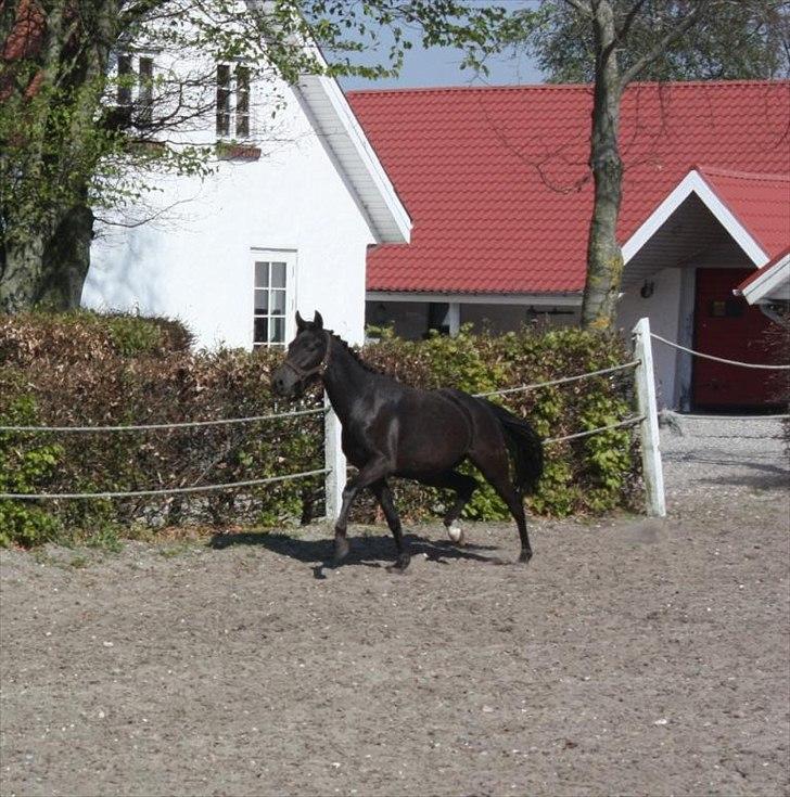 New Forest Hauerslev´s Vista billede 4