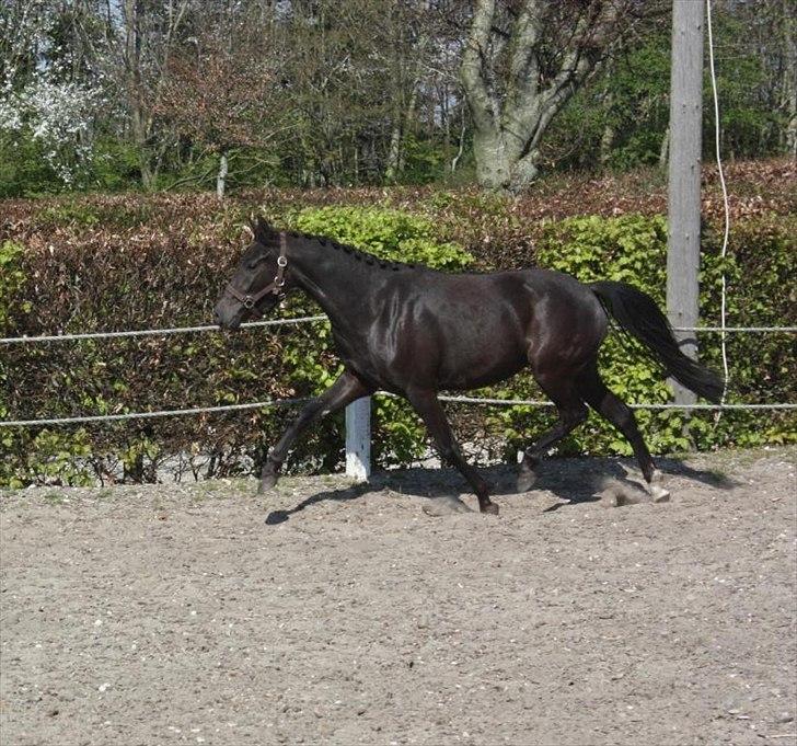 New Forest Hauerslev´s Vista billede 5