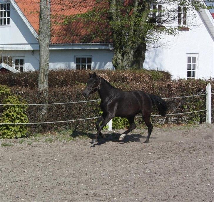 New Forest Hauerslev´s Vista billede 6