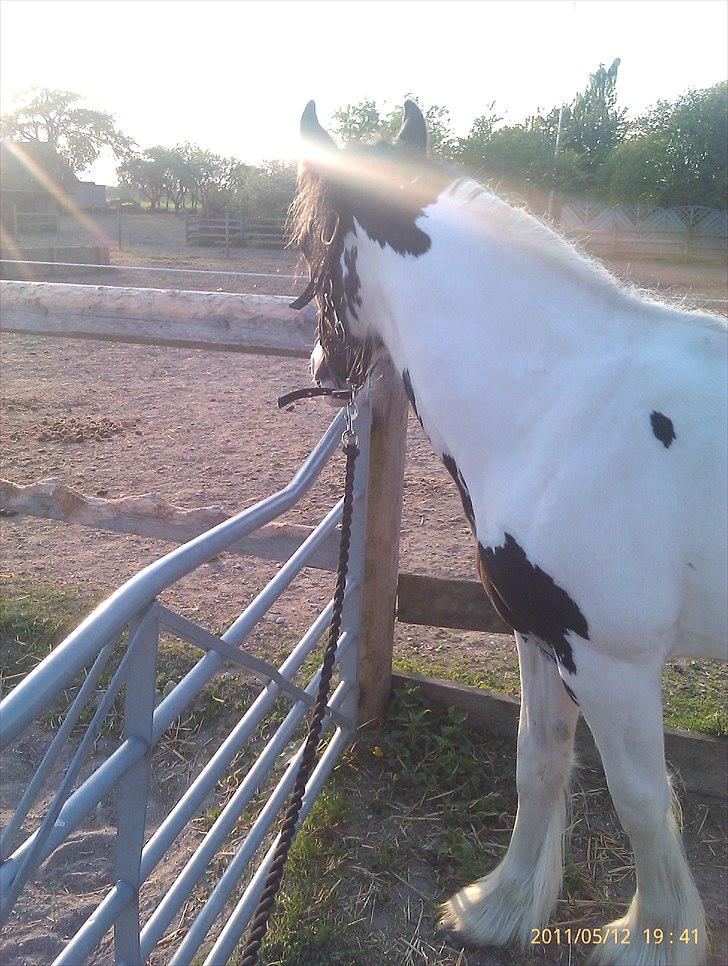 Irish Cob Alanya Naya - I aftenssolen.... billede 7