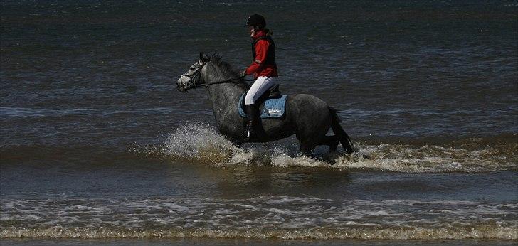 Connemara Hesselholts Wild Rose - solgt - Jagt ved Henne strand. foto: Renee Kristensen billede 4