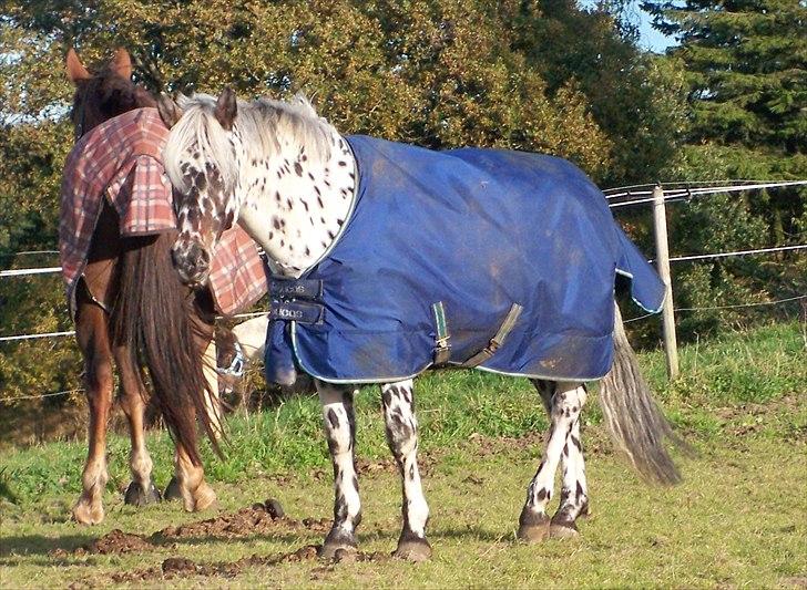 Knabstrupper Blæsbjerg's Amigo(Bandit) SOLGT billede 2