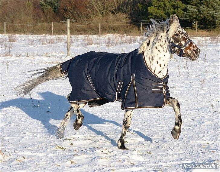 Knabstrupper Blæsbjerg's Amigo(Bandit) SOLGT billede 3