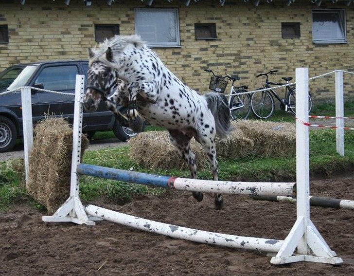 Knabstrupper Blæsbjerg's Amigo(Bandit) SOLGT billede 5