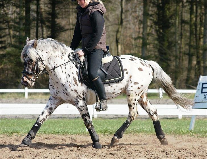 Knabstrupper Blæsbjerg's Amigo(Bandit) SOLGT billede 16