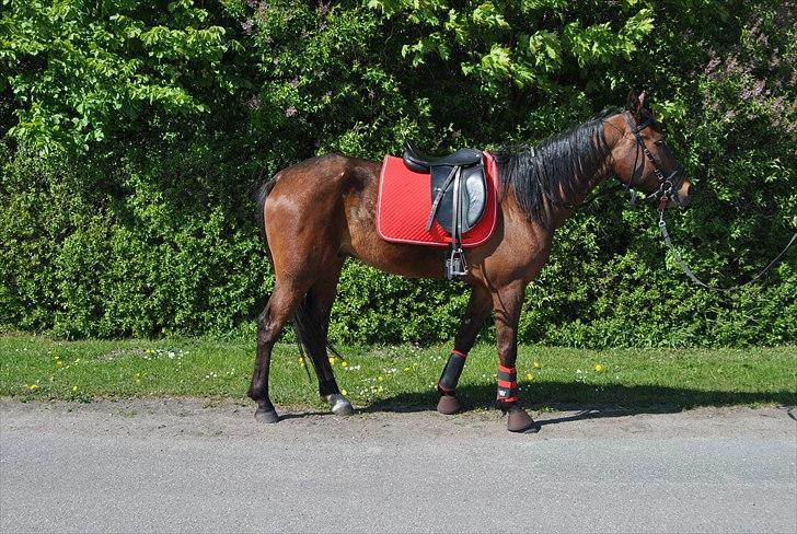 Traver Oscar Fønix billede 6