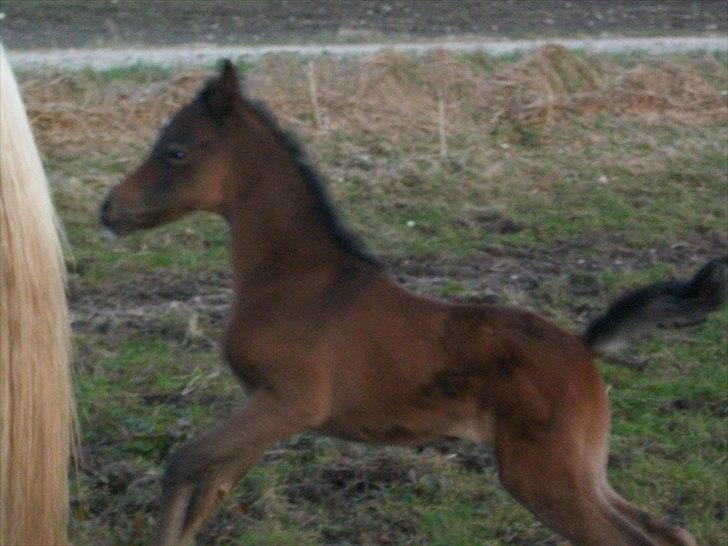 Arabisk fuldblod (OX) svalebo´s Diztanie (Himmelhest) - diztanie som baby hest billede 11