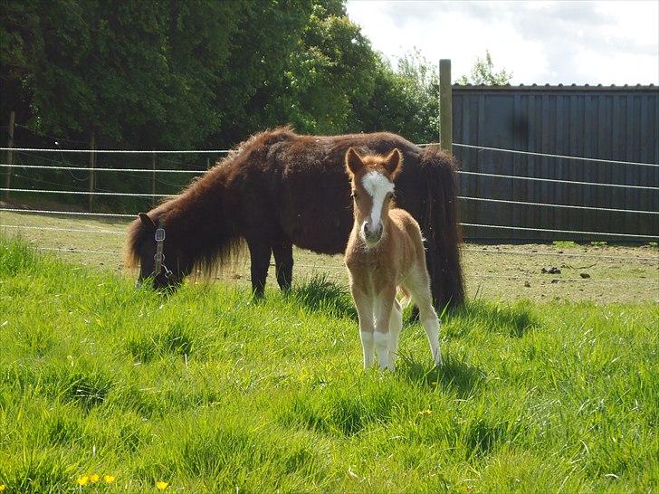 Dansk Miniature Kidings One and Only billede 11