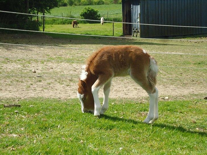 Dansk Miniature Kidings One and Only billede 12