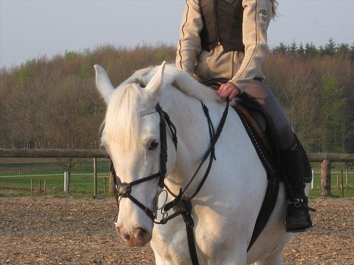 Irsk Sportspony Crocketstown Spotty billede 13