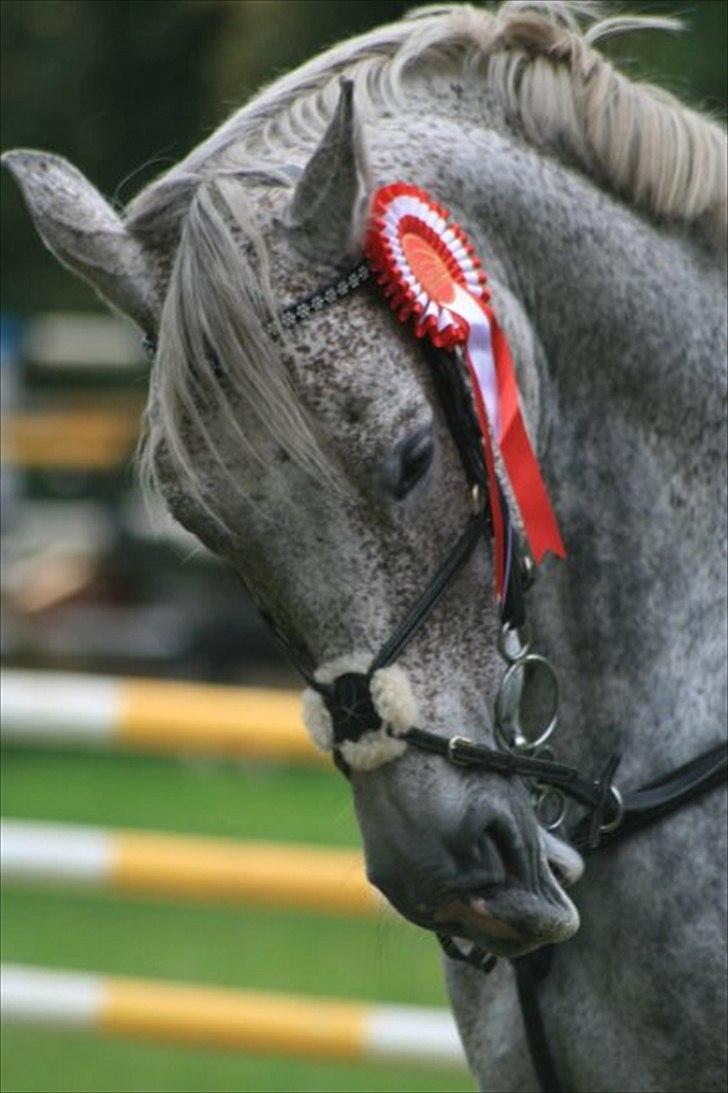 Polsk Varmblod KorTez - KorTez vinder af finale klassen til region øst cup i Birgittelyst :D Lang mule <3 billede 20